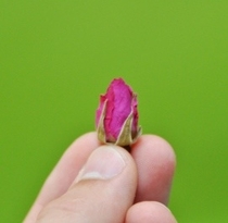Китайская роза (Цена за 50  гр.)
